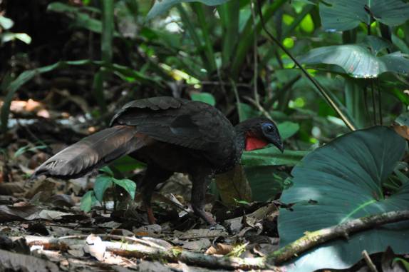 Uma ave caminha pelo solo da floresta no Parque Nacional Corcovado, na Península de Osa, no sul da Costa Rica